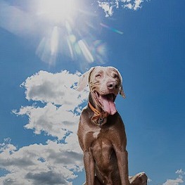 ☀🐾 O calor excessivo pode colocar em risco a saúde dos pets!