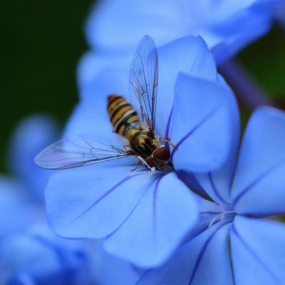 Los sírfidos polinizadores Los sírfidos polinizadores