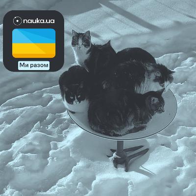 [Ми разом] Канадські коти уповільнили інтернет від Starlink. Вони грілися на супутниковій тарілці