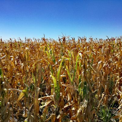 April WASDE: USDA Cuts Argentine Yields