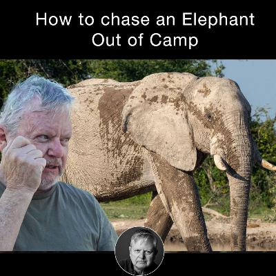 How to Chase an Elephant out of a Camp