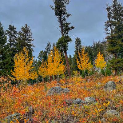 This Week in Yellowstone: September 25th to October 1st, 2025