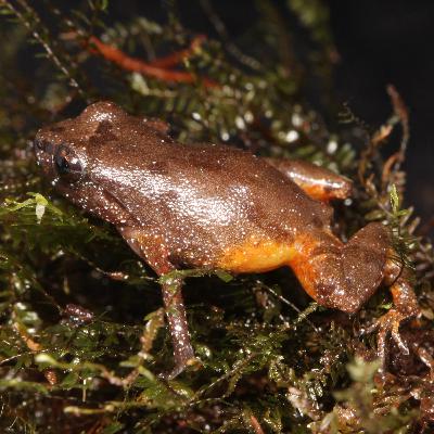 A new species of Neblinaphryne (Anura: Brachycephaloidea: Neblinaphrynidae) from Serra do Imeri, Amazonas state, Brazil