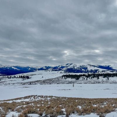 This Week in Yellowstone: January 22nd to January 28th, 2026
