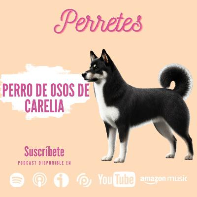 Ep102: Perro de osos de Carelia Ep102: Perro de osos de Carelia
