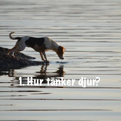 1. Etologinytt, Hur Tänker Djur