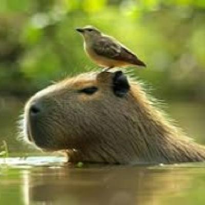 Día de Apreciación del carpincho o capibara: Día de Apreciación del carpincho o capibara: