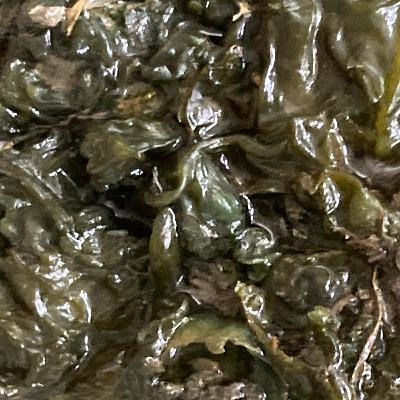 #28 グラウンドに生えるワカメ?謎の生物イシクラゲの話【草とか石とかのラジオ】 #28 グラウンドに生えるワカメ?謎の生物イシクラゲの話【草とか石とかのラジオ】