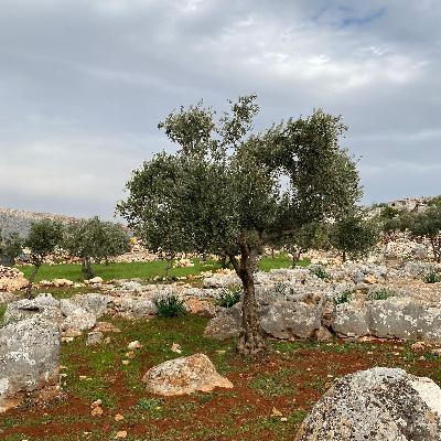 أصوات زراعية – 029 – الخدمات الزراعية لشجرة الزيتون - تقديم المهندس زهير الأغا – ضيفي الحلقة المهندس هاني جواد والمزارع حسين يحيى أصوات زراعية – 029 – الخدمات الزراعية لشجرة الزيتون - تقديم المهندس زهير الأغا – ضيفي الحلقة المهندس هاني جواد والمزارع حسين يحيى