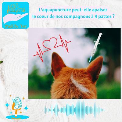 L'aquapuncture peut-elle apaiser le coeur de nos compagnons à 4 pattes ?