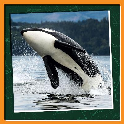 A Baby Whale's Journey Home A Baby Whale's Journey Home