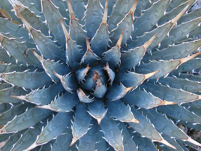 Desert plants (you can buy!) that will thrive in triple-digit temps