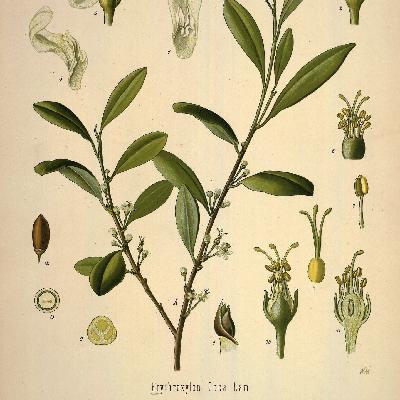episode 130: Coca and Kola