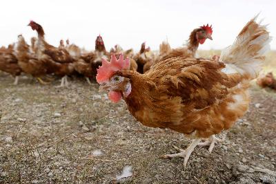 Two large Wisconsin poultry farms hit with avian flu, Crypto ‘staking’ bill moving through Legislature