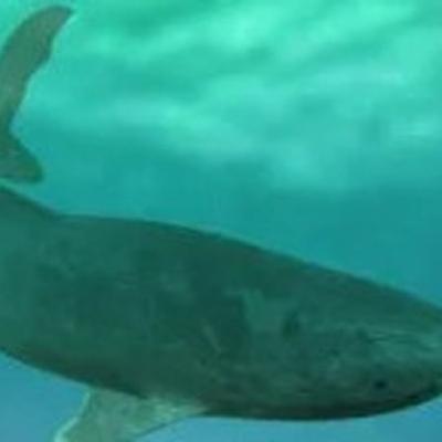 Naturefile - Appetite of Sharks