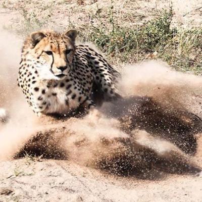 #7: Ussain Bolt can outrun a cheetah?!