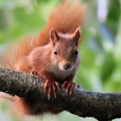 App hilft krebskranken Kindern | Seilbrücken für Eichhörnchen | Pestizidverbot in Frankreich | Wie Zungenbrecher helfen