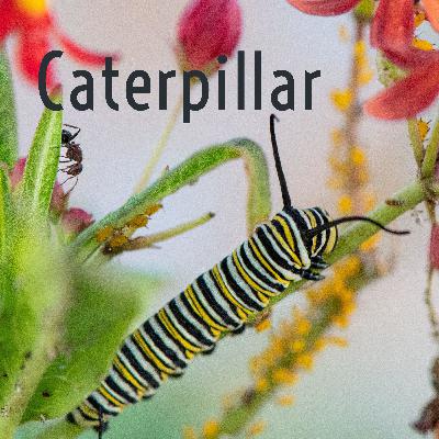 Caterpillar 🐛 started crawling