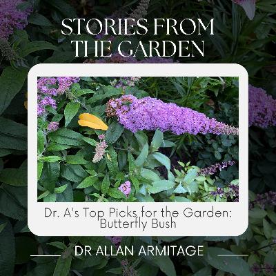 Dr. A's Top Picks for the Garden: Butterfly Bush Dr. A's Top Picks for the Garden: Butterfly Bush