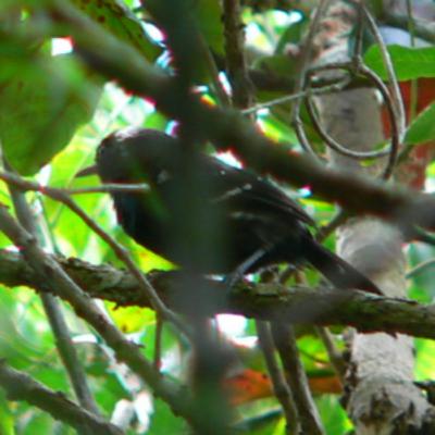 194 Araial do Cabo, Brazil - Search for Restinga Antwren 194 Araial do Cabo, Brazil - Search for Restinga Antwren