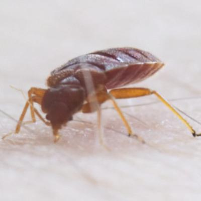 Ectoparasieten