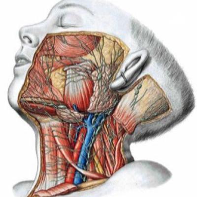 Anatomía de cabeza y cuello
