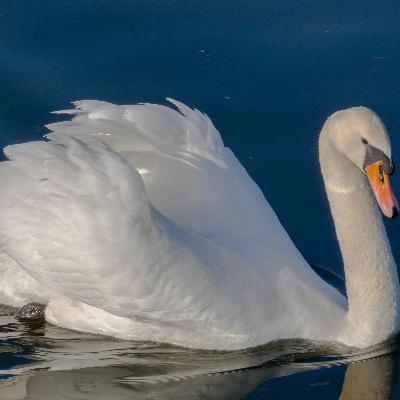 Cisned south 🦢 hd músic 🎵 Cisned south 🦢 hd músic 🎵