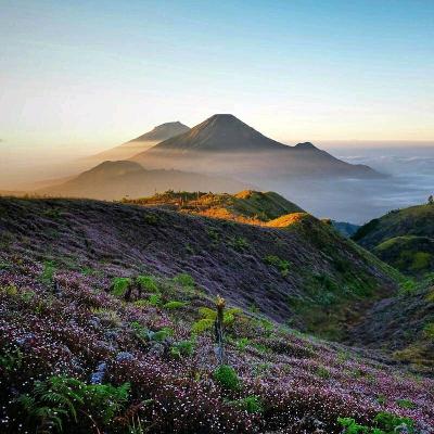 Jalan jalan #1 : Begini rasanya dieng, purwaceng solusi pria dewasa Jalan jalan #1 : Begini rasanya dieng, purwaceng solusi pria dewasa