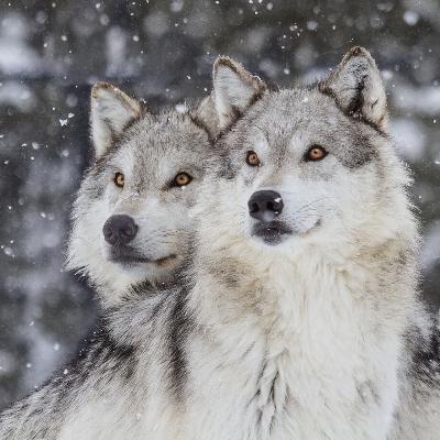 A Brief History of Wolves in the US: A Battle for Coexistence