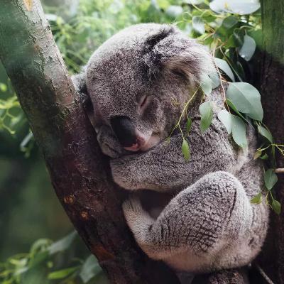 Lawsuits, blockades and citizen science; protecting NSW’s forests with DAILAN PUGH