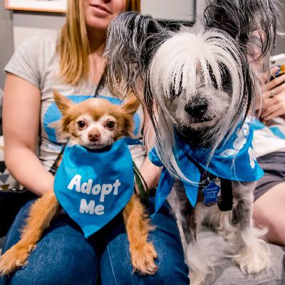 The Revolving Door of Foster Pets