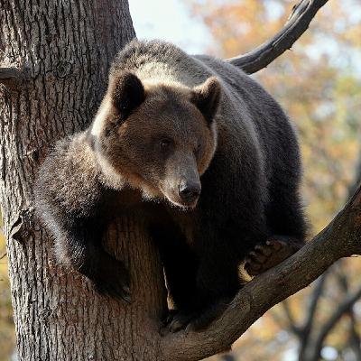 Brown bear encounter | Wild Stories #1 Brown bear encounter | Wild Stories #1