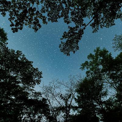 321. Secrets of the darkness on a night walk with Andy Flack 321. Secrets of the darkness on a night walk with Andy Flack