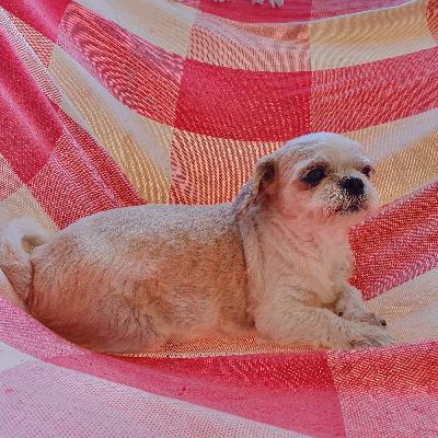 Carta ao Zézim (Caio Fernando Abreu)