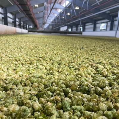 #041 - Yakima Chief Hops