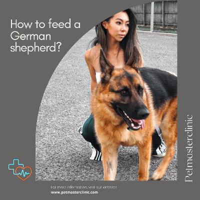 How to feed a German shepherd?