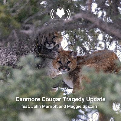 Canmore Cougar Tragedy Update feat. John Marriott and Maggie Spizziri
