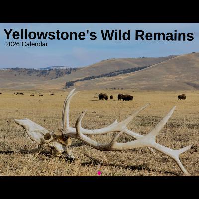 This Week in Yellowstone: October 30th to November 5th, 2025
