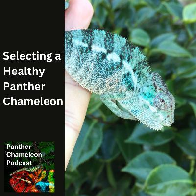 Selecting a Healthy Panther Chameleon Selecting a Healthy Panther Chameleon