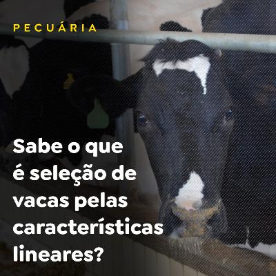 Sabe o que é seleção de vacas pelas características lineares?