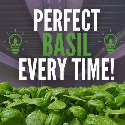 How to Grow Basil Microgreens Like a Pro (Step-by-Step for Beginners)