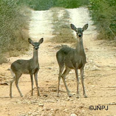 Whitetail Whispers: A South Texas Ranch