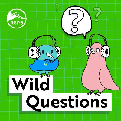 Wild Questions Trailer