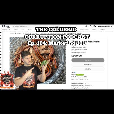 How to NOT Be That "The Market is Bad" Person in the Hobby | Colubrid Corruption | Ep. 104