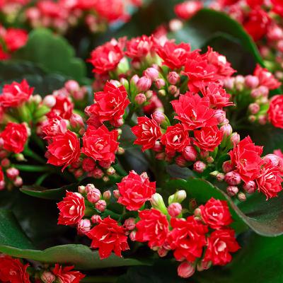 What Fresh Flowers and Plants are Best to Buy What Fresh Flowers and Plants are Best to Buy