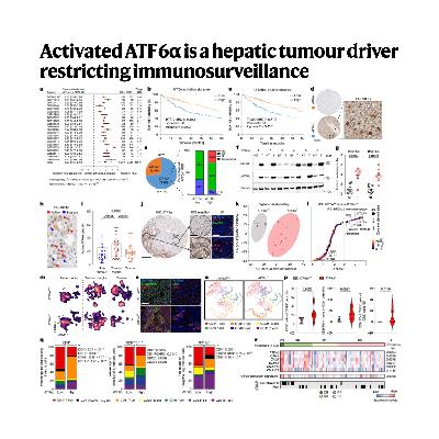 558-ATF6α激活驱动肝癌发生与免疫抑制研究