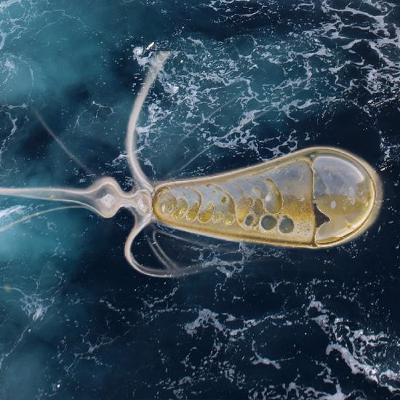 061_ Interview: 🦠 A creature within | The fascinating new discovery of Nitroplasts 🌟