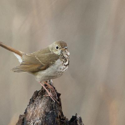 Hermit Thrush