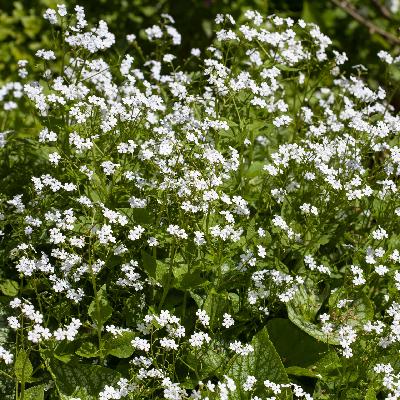 Das Kaukasus-Vergissmeinnicht ist die Staude des Jahres 2025