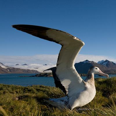 Le planeur en plastique